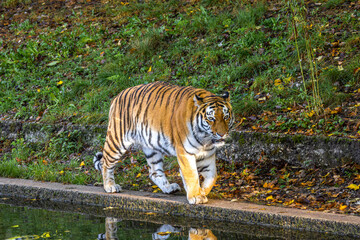 The Siberian tiger,Panthera tigris altaica in a park