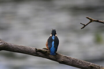 Eisvogel (Alcedo atthis)