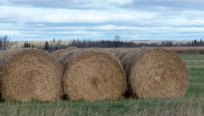 Straw round bales piled in a row at the edge of a field