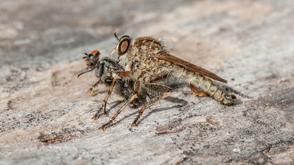 spider on the ground