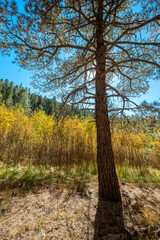 Fototapeta premium Lone Pine Tree, Jemez East River Slot Canyon Trail, New Mexico