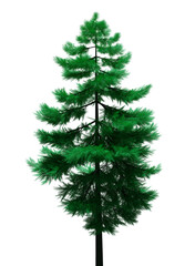 Isolated green needle stylized pine tree