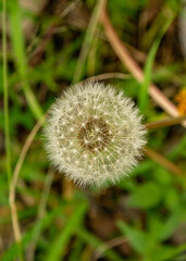 dandelion head