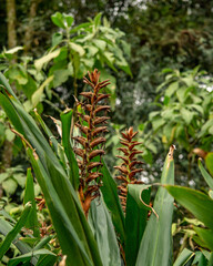 caterpillar on a branch