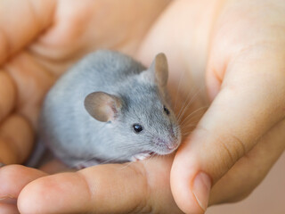 Small gray domestic mouse sits on a person's hand. Contact and interaction between humans and animals. Caring for pets. Fancy mouse, decorative mouse