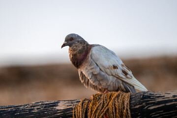 Pigeon sitting on a wooden fence.