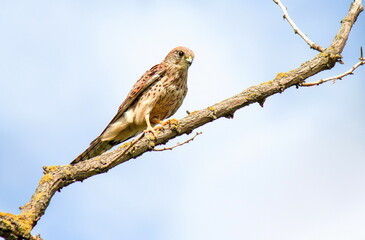 bird of prey