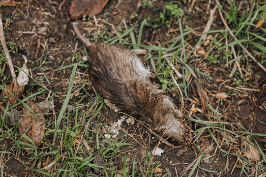 A dead, killed rat with its head torn off lies on the ground in nature in the forest. Close-up photograph of the animal.