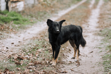 Photograph, portrait of a hungry homeless mongrel dog outdoors in nature.