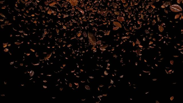 seamless looping 30 thousands and many types coffee beans falling and flowing animation as 3d modeling on the black background. roast coffee beans.