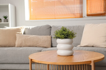 Fototapeta na wymiar Houseplant on coffee table near sofa in living room