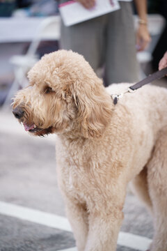 Photo of a largo golden poodle on a leash