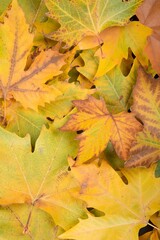 Pile of fall maple leaves