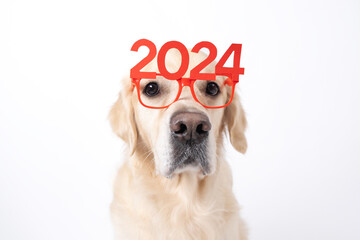 Dog wearing glasses 2024 for new year. Golden retriever for Christmas sitting on white background...