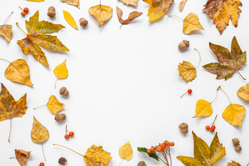 Frame made of autumn leaves with acorns and viburnum berries on white background - obrazy, fototapety, plakaty