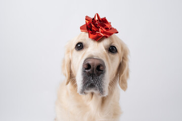 A dog with a red gift bow on his head. Golden Retriever for Valentine's Day, Christmas, wedding or...