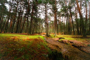 Foggy river meandering through autumn woods, Sierra de Guadarrama.