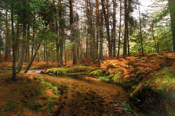 European forest with a curving river on a rainy day.