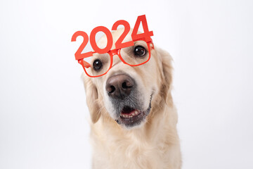 Dog wearing glasses 2024 for new year. Golden retriever for Christmas sitting on white background with red glasses. Postcard with space for text for new year with pet. - obrazy, fototapety, plakaty