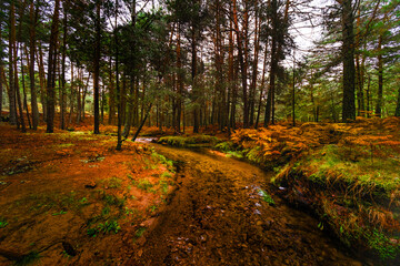 Wet day exploring the foggy woods of Sierra de Guadarrama.