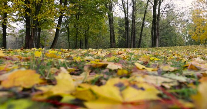 multicolored yellowing maple foliage during leaf fall, colored maple tree foliage in the autumn season