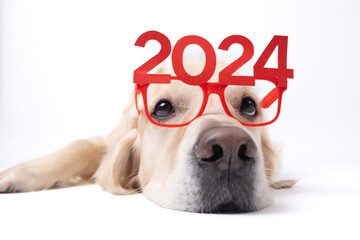 Dog wearing glasses 2024 for new year. Golden retriever for Christmas lying on white background with red glasses. Postcard with space for text for new year with pet. - obrazy, fototapety, plakaty