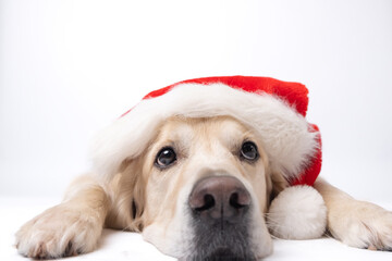 Cute Christmas dog with red Santa Claus hat lying on white background. Christmas or New Year card...