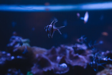Beautiful fish in a huge aquarium in the aquarium with beautiful lighting
