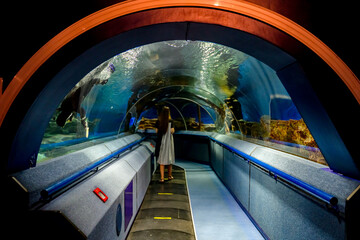 Tunnel in the aquarium with fish