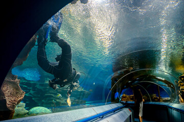 Scuba diver feeds fish into the tunnel in the aquarium