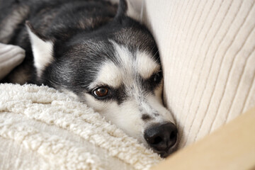 Cute Husky dog lying on sofa in living room, closeup