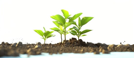 Growing plants in soil isolated on white background.