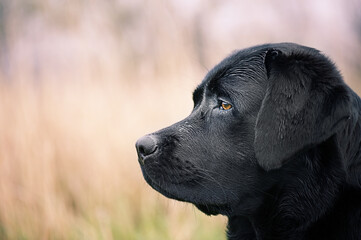 Profile of a black labrador retriever dog. Portrait of a dog on a blurred background. A pet.