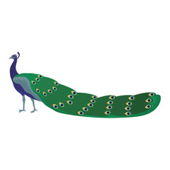 Fototapeta premium Isolated colored peacock bird animal Vector