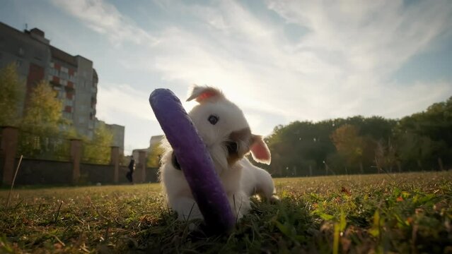 Close up shot of Pet dog Jack Russell, playing with a puller in the park in the sun lights.