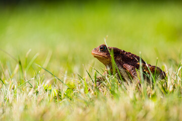 Common toad Bufo Bufo sitting in grass.