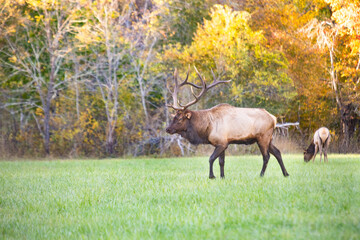 Naklejka na ściany i meble Male Elk With Female In Background In Smoky Mountains