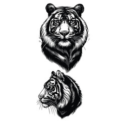 big tigers. Collection of portraits of predatory wild cats. Set of wildlife and fauna dwellers. Vector illustration on a white background. Tattoo
