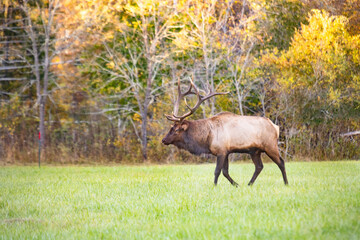 Male Elk In Smoky Mountains National Park In Autumn