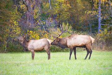 Naklejka na ściany i meble Male And Female Elk During Rut In Smoky Mountains National Park