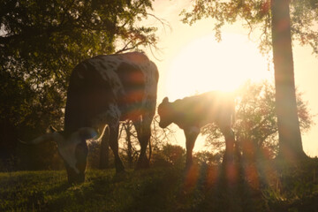 Abstract blurred cow with calf grazing in farm field during spring sunrise.