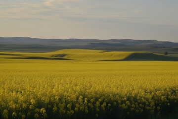 Fototapeta premium Beautiful vast canola field generative AI