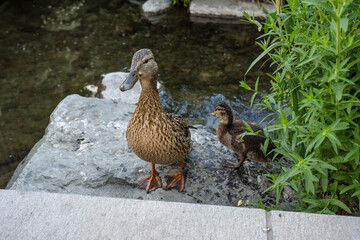 Duck and duckling by a little stream.