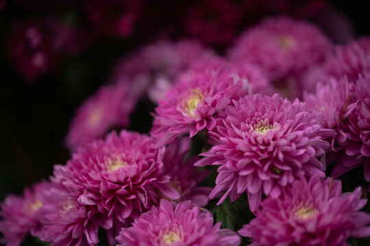 Closeup of purple chrysanthemums