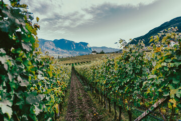 Lets take a walk through the grapes