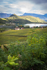 Vineyard with a view II
