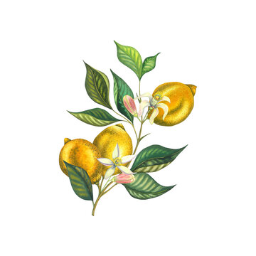 Watercolor blooming lemon branch with leaves, pink flowers, yellow lemons. Hand painted yellow fruits and flower isolated on white background. Fresh citrus illustration for design, print, fabric