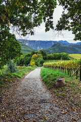 Romantic Vineyard II