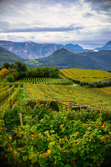 Fototapeta na wymiar Vineyards in the Mountains