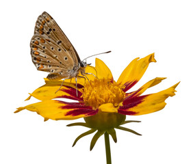 Papillon argus azuré sur une fleur de coreopsis	